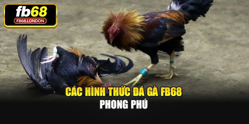 Các hình thức đá gà Fb68 phong phú
